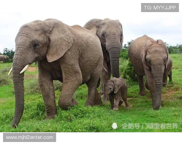 PG昆明入口位置全攻略,帮你快速找到最便捷的进入点 PG昆明入口位置全攻略,帮你快速找到最便捷的进入点